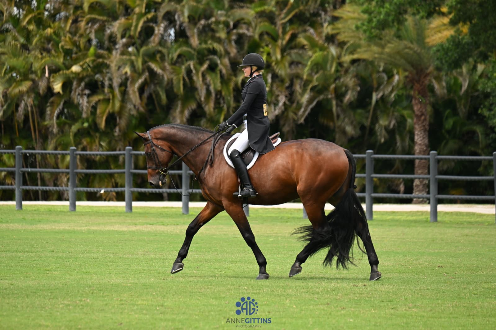 Horse wellness and recovery